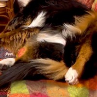 ソファでうたた寝する超大型犬→『起きて』と声をかけた結果…「家事後の私で草」「うちの父と同じｗｗ」あまりにも人間すぎる光景が95万再生