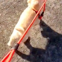 子犬を散歩していたら、リードを咥え始めて…『私が散歩されてる？』あまりにも可愛い光景に爆笑「連れて行ってくれてるｗ」「主導権は譲らん」