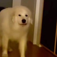 リビングにやってきた超大型犬→『おいで』と話しかけた結果、少しだけ振り向き…思春期の子供のような光景が52万再生「うちの娘ｗ」「笑った」