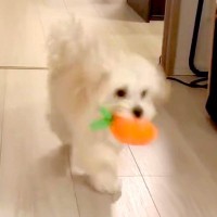 『犬の走り方がおかしい』足が悪いのではないかと心配で、動物病院に連れて行ったら…想定外だった『診断結果』に6万いいね「最高すぎて笑うｗ」