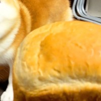 焼きたてパンを『パンみたいな犬』の前に出してみた結果→まさかのライバル認定？ブチギレる光景が20万再生「因縁の対決で草」「威厳がｗｗ」