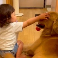 小さな女の子が大型犬を撫でた結果→手が短くて届かずに…ワンコとは思えない『まさかの気遣い』に6万いいね「思いやり凄い」「なんて優しさ」