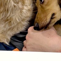 友人が遊びに来て『独り占め』していた犬→お兄ちゃん犬が邪魔してきて…嫉妬しすぎて見せた『アニメのような表情』に反響「笑えるｗｗ」