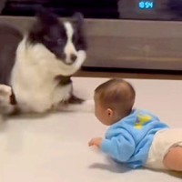 赤ちゃんが突然『奇声』を上げた結果→近くにいた犬が…お笑い芸人のような『100点満点の光景』が224万再生「大げさで草」「めちゃ笑った」