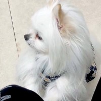 『もしかして注射ですか…？』動物病院の待合室で『他の犬の悲鳴』が聞こえた結果→子どものような『怖がり方』に4万いいね「焦ってて可愛いｗ」