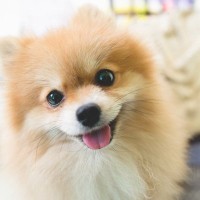犬が『嬉しそうな顔』をしているときの心理3つ　笑顔の本当の意味や注意点まで解説