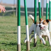 犬が『賢く育つ』ためにできることはあるの？特別なトレーニングは必要？しつけの秘訣まで