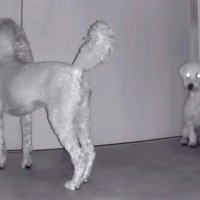 外出して5分間、留守番する犬たちをカメラで見てみたら…情報量が多すぎる『カオスな光景』が12万再生「犬型ルンバｗ」「デパートの屋上で草」