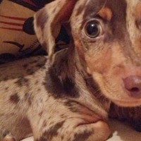 『1万円で売れ残っていた犬』絶望的な顔をしていたので『脳内に浮かんだ名前』で呼んでみたら…素敵な物語と現在の光景に5万いいね「泣いた」