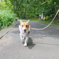 犬を楽しませる『散歩方法』5つ　愛犬を満足させるために選択すべきコースや注意点まで