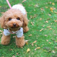 犬の散歩で『絶対避けるべきルート』5選　事故やトラブルを招く危険な場所とは？