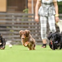 犬の『ドッグラン』でやってはいけない絶対NG行為7選　間違った行動がトラブルを引き起こすことも…