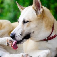 犬が『自分の手足を噛む』理由5選　放っておいて大丈夫？病院に行くべきサインまで