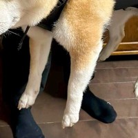 非常時のために『犬を背中に担げるグッズ』を導入→試しに使ってみたら…哀愁漂う『感情を失った表情』に反響「無って感じで草」「最高ｗｗ」