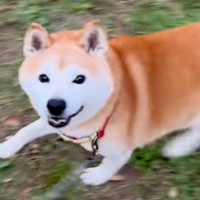 彼氏の犬と楽しく散歩していたら、突然『飼い主じゃない』と気が付いて…わかりやす過ぎる『表情』が19万再生「顔ｗｗ」「二度見してて草」