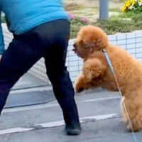街の人々に愛されている犬→散歩中に出会うと…ご近所付き合いが上手すぎる『尊い光景』が67万再生「私ももふもふしたい」「なんて可愛い毛玉」