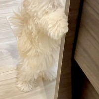 知人に犬を見せたら『自分のことを人間だと思っている』と言われ…思わず納得する『まさかの光景』が141万表示「間違いない」「ぬいぐるみ？」