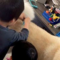 お祭りで『お医者さんセット』を手に入れた男の子たち→帰宅後、秋田犬に…微笑ましい光景に1万いいね「迷惑そうで可愛いｗ」「未来の獣医さん」