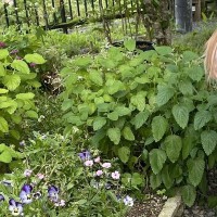 庭で育てている『ハーブ』を収穫していたら、実は犬が…判明した『衝撃の事実』が414万表示「犬が生産者の顔してて草」「天然肥料ｗ」と爆笑