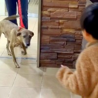 手術のために入院していた犬→1週間ぶりに家族と再会したら…愛にあふれた瞬間に感動続々「素敵なご家族」「泣きそう」「とっても嬉しそう」