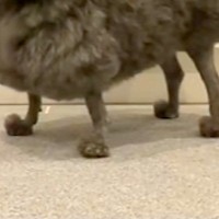 ボサボサの犬をトリミングに連れて行ったら…二度見せざるを得ない『アニメ犬のような完成形』に反響「魅力的すぎるｗｗ」「イスみたいで草」