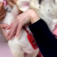 病院に注射を打ちに行った犬→『痛かったのはママのせいだ』と勘違いして…信頼ゼロな『表情』が73万再生「めっちゃ怒ってる」「可愛すぎるｗ」