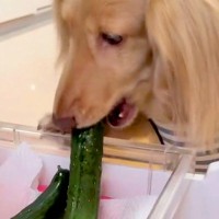 冷蔵庫から『きゅうり』を盗んだ犬→なぜか振り返ってきて…つい許してしまう『まさかの光景』が47万再生「確認するの草」「見てるの可愛いｗ」