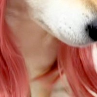 小さな女の子が犬をギャルにしようと『カツラを被せた』結果→思った以上の『仕上がり』が21万再生「想像の10倍似合ってて草」「美人ｗｗ」