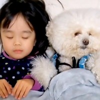 犬を『人間と同じように育てた』結果→娘とお布団で一緒に眠って…思わず笑ってしまう『寝相』が258万再生「最後可愛いｗ」「真似してる？」
