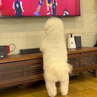 テレビで『バスケの試合』を見ている犬→『自分のボールが取られた！』と思ってしまい…あまりにも愛おしい『勘違い』に反響「可愛すぎる」