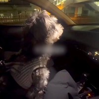 車で『お仕事帰りのママ』をお迎えにきた犬→見つけた瞬間、愛が爆発して…あまりにも尊い『おかえりの歓迎』に反響「疲れ吹っ飛ぶ」「可愛すぎ」
