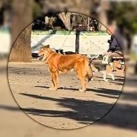 ドッグランで飼い主を見失い、不安な表情を浮かべる元保護犬…見つけた瞬間の『尊い光景』が48万再生「嬉しそうな顔ったら」「しっぽ上がった」