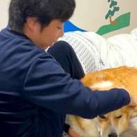 『花粉症やから！』どうしても男の子と一緒に寝たい犬→無理だと伝えると…思った以上に『駄々をこねる光景』が21万再生「断固たる決意ｗ」