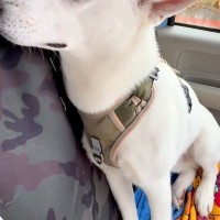 車のワイパーを交換した結果→音が鳴るようになってしまい、一緒に乗った犬が…抱きしめたくなる『反応』が20万再生「可哀想だけど可愛いｗ」