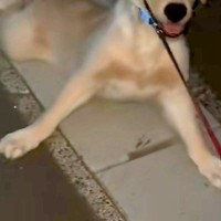 子犬を散歩して40分後→家が近付くと『帰りたくない』と駄々をこね…感情が出すぎている『帰宅拒否』が36万再生「延長確定で草」「境界線ｗ」