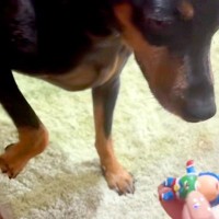 犬がイタズラをしたので叱った結果→ものすごく反省して…まさかの『歩き方も忘れてしまう光景』に爆笑「申し訳無さそうで草」「愛おしすぎｗ」