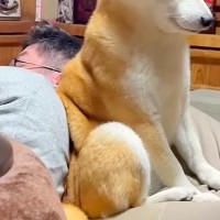 睡魔と戦いながら『夜更かしをするパパ』に付き合う犬→とんでもなく尊い『必死に起きようとする表情』が54万再生「なんて健気」「愛おしい」