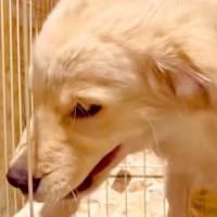 同居犬に怒られた子犬→『しょんぼりしてるかな』と思ったら…まさかの『とんでもない仕返し』が381万再生「頭良すぎる」「ぶっ壊れるどｗ」