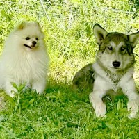 同じ大きさだった『小型犬とウルフドッグ』→3年後…見た目からは考えられない『まさかの関係性』が15万再生「小さくても勇敢」「微笑ましい」