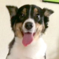 『子供が怖がるからもう飼えない』と捨てられた犬…言葉を失う過去と『11年後の現在』に涙が止まらないと66万再生「泣ける」「素敵な犬生を」