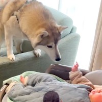 赤ちゃんが好き過ぎて、どうしてもお世話したい大型犬→柵を設けても…母性が爆発している光景が20万再生「ずっと追いかけてるｗ」「たまらん」
