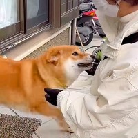 家に『新聞屋さん』が来たら、部屋の中にいた犬が…いつまでも続いてほしい『相思相愛なやり取り』が25万再生「大好き溢れてる」「癒された」