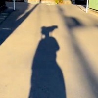 犬と散歩をしている男性→『影』の様子がおかしく…思わず二度見する『移動方法』が10万再生「ピカチュウのポジションで草」「写真撮りたい」