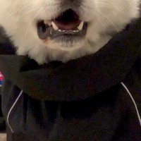 『カッパ着てお散歩やで』と秋田犬に伝えた結果→想像以上に嫌なようで…まさかの表情に爆笑続々「はあ？って顔ｗｗ」「めっちゃ物言いたげで草」