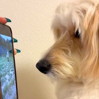 昼間、ドッグランに出かけた大型犬→撮影していた映像を見せてあげると…子供のような『尊い光景』が23万再生「可愛くて泣ける」「天才すぎ」
