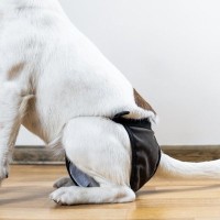 犬が『生理』になったときにみられる変化とは？飼い主がすべき適切な対応まで