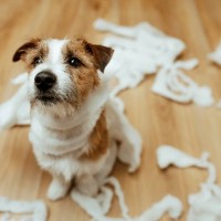 犬の『分離不安』を治す方法4つ　寂しがりやとの違いとは？主な治療法までご紹介