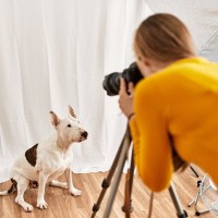 犬に『カメラのフラッシュ』危険な理由4つ　愛犬の目に与える悪影響とは？