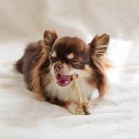 犬に『歯磨きガム』効果的な与え方とは？使用するメリットや注意点まで