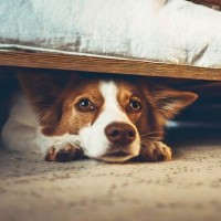 犬の『テンションが急に下がる』理由4つ　落ち込んでいるときにみせる仕草や行動とは？